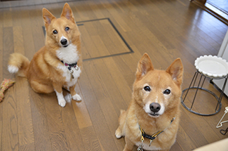 ぺろっと元気ごはん生産場所の見学