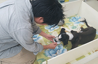 老犬ホーム 流動食