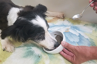 老犬ホーム 流動食