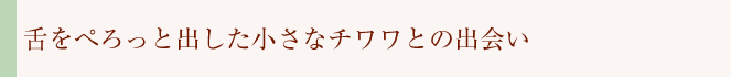 舌をぺろっと出した小さなチワワとの出会い