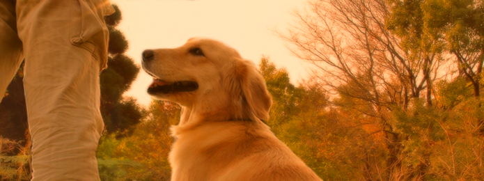 私は老犬という弱い立場の犬達を守っていけるように、今後も老犬介護の発信に取り組み、より良いペット業界に挑戦していきます。