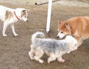 老犬という弱い立場の犬達を守っていけるように今後も老犬介護の発信に取り組み、より良いペット業界に挑戦していきます!